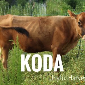 Jersey Brahman/Hereford Heifer