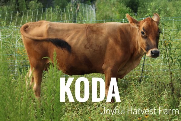 Jersey Brahman/Hereford Heifer